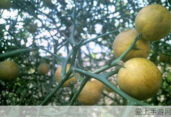QQ飞车巅峰赛，创世噬神与深蓝耀世上演速度与激情的终极较量