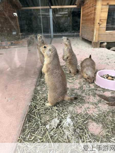 独家揭秘，宝可梦大探险尼多朗完美食谱与进化全攻略