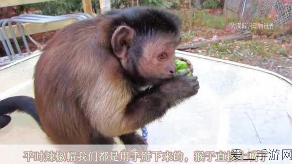 揭秘部落与弯刀灰雪支线，深度攻略与隐藏剧情探索