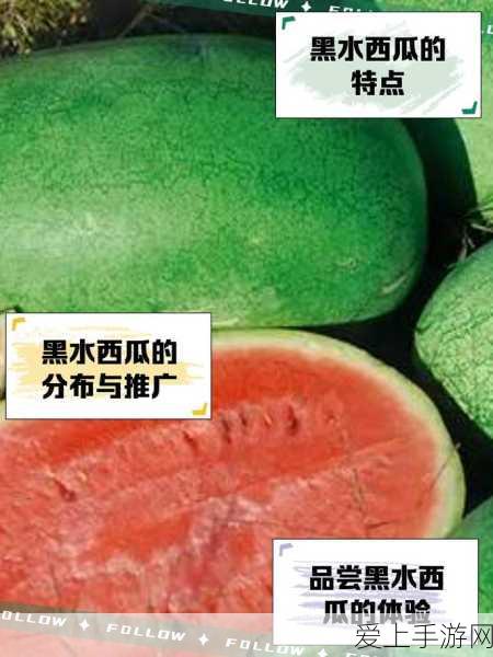 荣耀全明星，战地蔷薇技能加点秘籍全解析