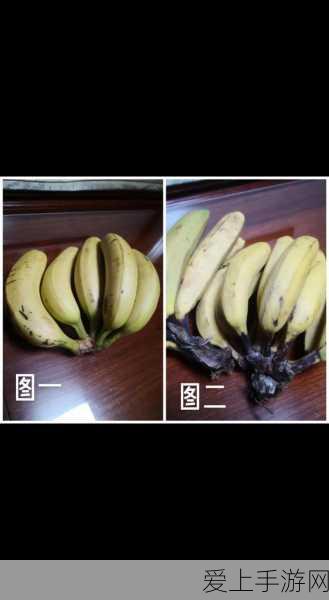 博德之门3第一章，珍稀宝藏大揭秘，稀有装备全收集攻略