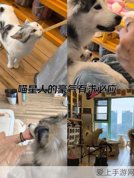 海岛奇兵高手揭秘，16本顶级防御阵型布局与实战策略全解析