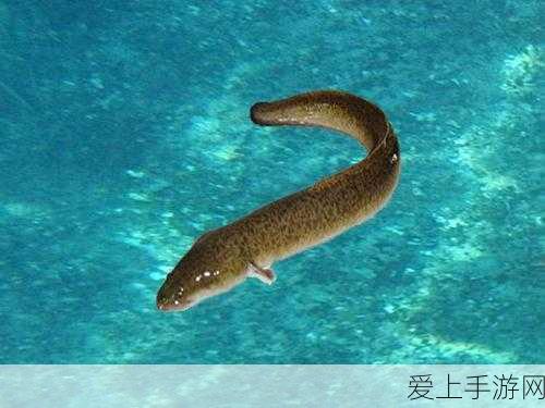 暗黑破坏神4账号被锁？解锁秘籍大公开！