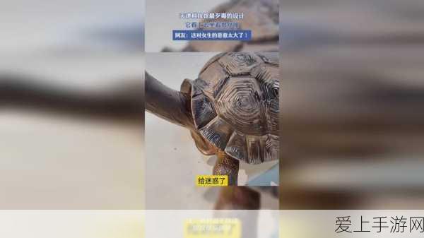 口袋妖怪探险深度攻略，揭秘树果高效采集的神秘地点与技巧