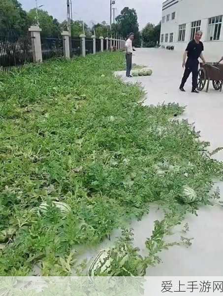 和平精英四大地图深度剖析，策略制胜的关键所在