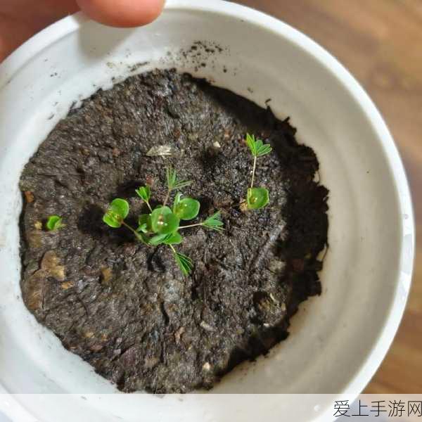 露娜绝技揭秘，王者荣耀中月下无限连的终极奥义
