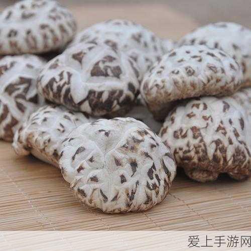 绝区零敬贤礼士银奖章全攻略，解锁荣誉与奖励的秘籍