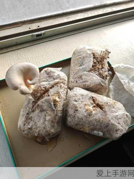 手游玩家福音？云鲸逍遥001 Max全智能清洁机器人发布，助力打造无忧游戏空间