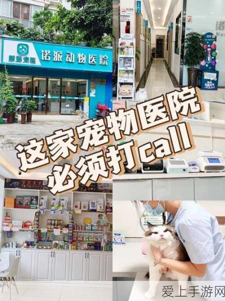 炉石传说新版本爆料，阿努比斯神祇降临，全新玩法与赛事来袭