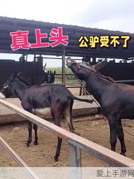 王者荣耀新版夏侯惇，技能重做详解与实战应用分析