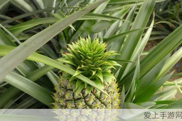 尘白禁区龙胆武器全揭秘，属性深度剖析与突破材料攻略