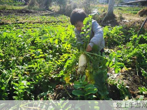 梦幻诛仙手游，金瓶儿情缘深度解析与最优选择攻略