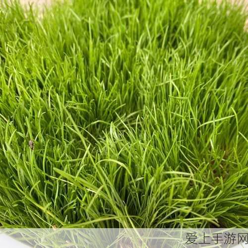 探秘地下城堡 3，灵魂余晖获取秘籍大公开