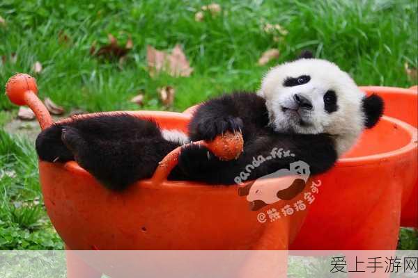宝可梦大集结爆肌蚊强化技震撼预告，全新技能细节与竞技策略揭秘