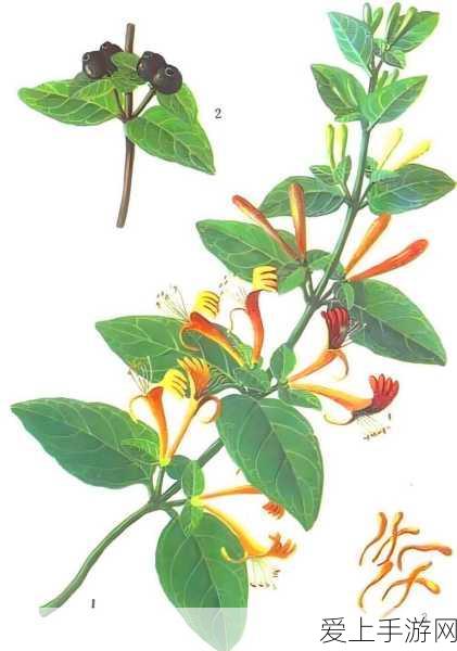 摩尔庄园手游，粉海豚爱心池垂钓秘籍大公开