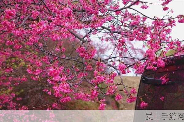 仙境传说新启航骑士技能加点秘籍大公开