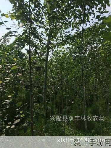 火炬之光无限，装备售出秘籍大揭秘